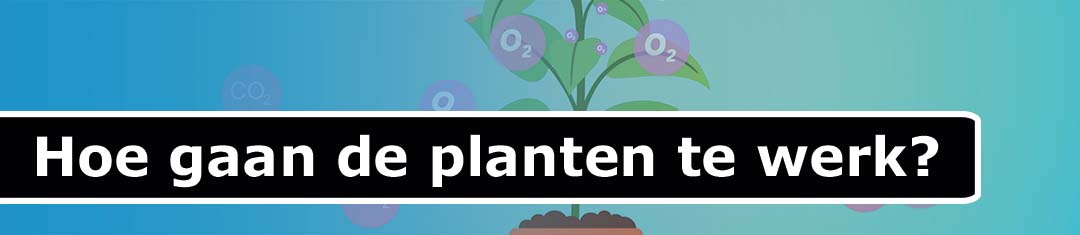 Hoe gaan luchtzuiverende planten te werk?