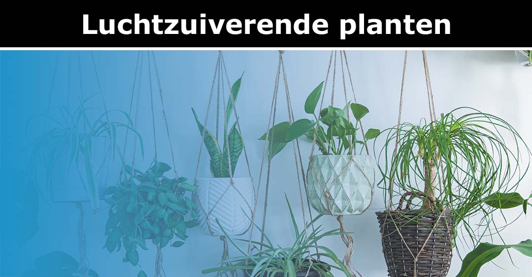 Luchtzuiverende planten